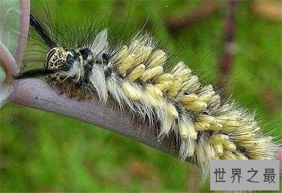 僵尸毛虫主要为毛毛虫,被其他幼虫寄生于体内