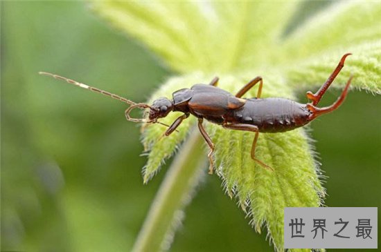 蠼螋生活在热带和亚热带,并不会偷偷溜进人类耳朵