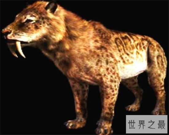 异剑齿虎已经灭绝,曾是两种猫科动物的结合
