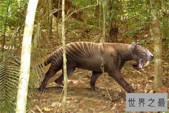 异剑齿虎已经灭绝,曾是两种猫科动物的结合