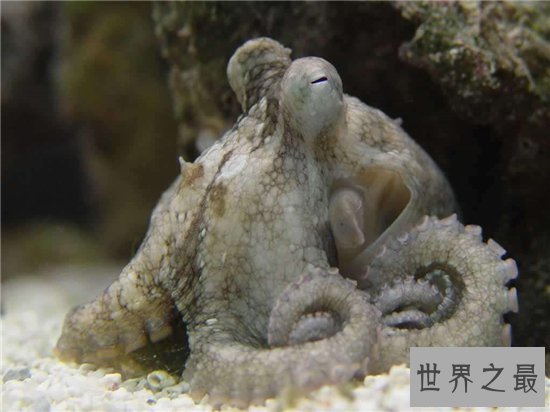 沼泽章鱼体内有剧毒,喜欢隐藏在浓密的水草中