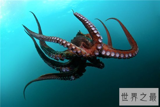 沼泽章鱼体内有剧毒,喜欢隐藏在浓密的水草中