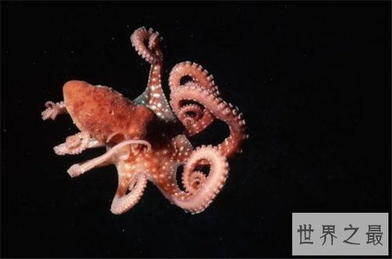 沼泽章鱼体内有剧毒,喜欢隐藏在浓密的水草中