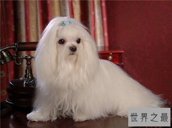 新西兰马耳他狗较小可爱，主要以白色为主性格温柔