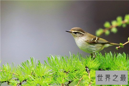 十大叫的好听的鸟，不光长相优美嗓子还被天使吻过