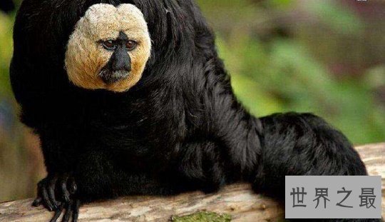 世界上最稀奇的十种生物，长鼻子猴，宝石乌贼