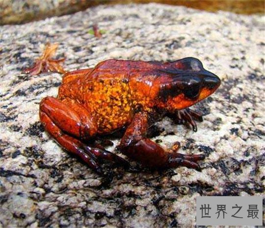 世界上最稀奇的十种生物，长鼻子猴，宝石乌贼