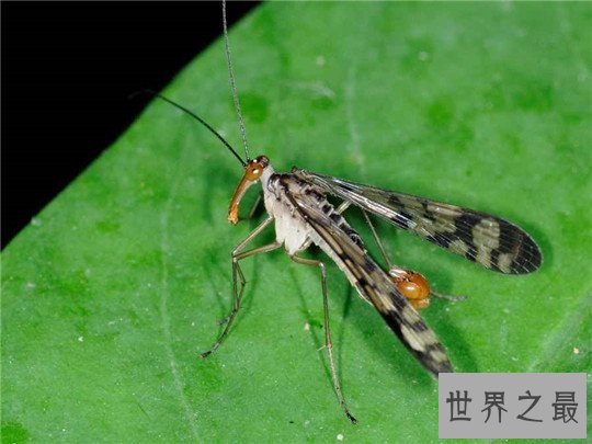 世界上最稀奇的十种生物，长鼻子猴，宝石乌贼