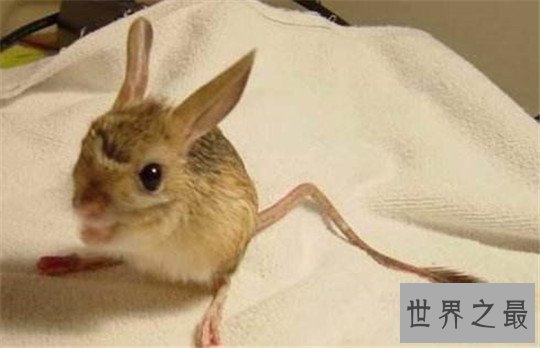 世界上最稀奇的十种生物，长鼻子猴，宝石乌贼