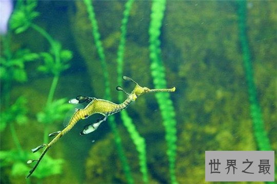 世界上最稀奇的十种生物，长鼻子猴，宝石乌贼