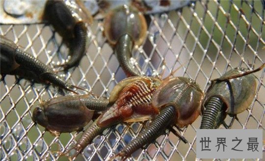 世界上最稀奇的十种生物，长鼻子猴，宝石乌贼