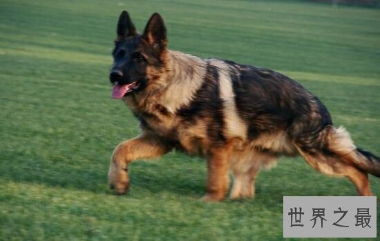 世界上饭量最大的狗狗，你家的狗狗在不在其中呢。