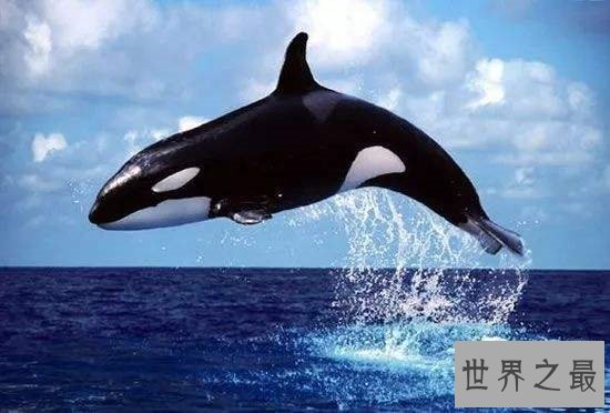 杀人鲸被迫抓到海洋馆表演,环境改善导致它们杀人