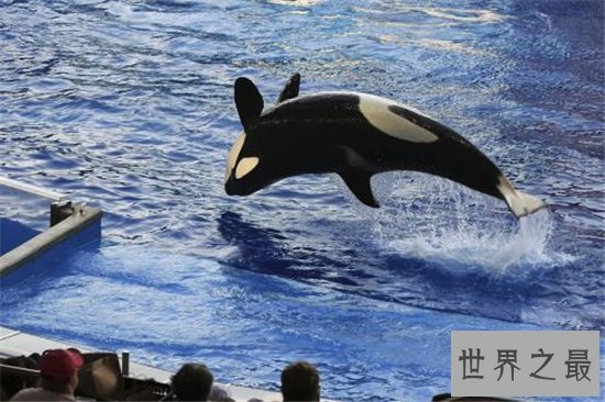 杀人鲸被迫抓到海洋馆表演,环境改善导致它们杀人