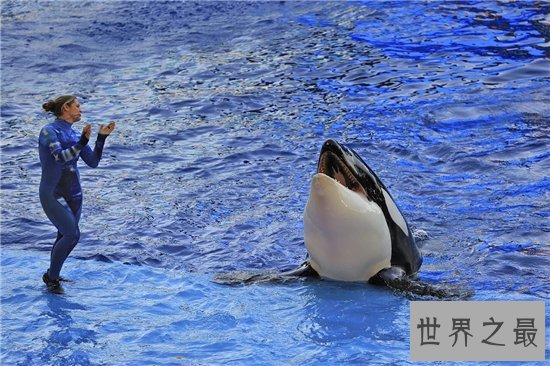杀人鲸被迫抓到海洋馆表演,环境改善导致它们杀人