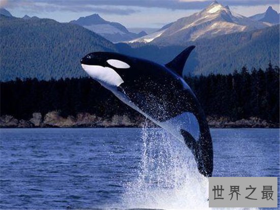 杀人鲸被迫抓到海洋馆表演,环境改善导致它们杀人