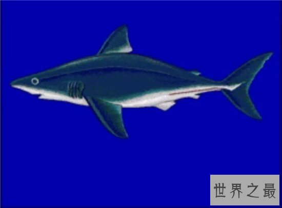 鼠鲨能长到快四米,英国曾有人捕获400斤鼠鲨