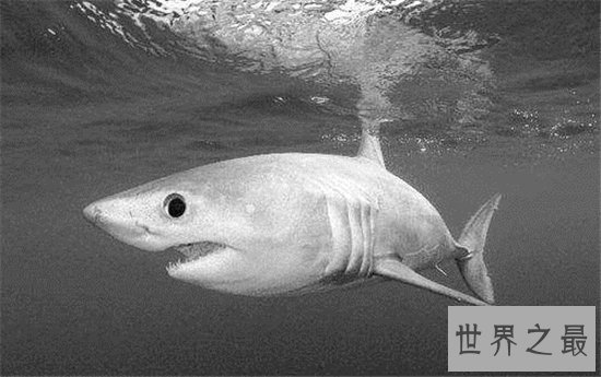 鼠鲨能长到快四米,英国曾有人捕获400斤鼠鲨