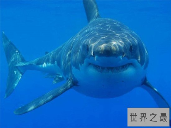 鼠鲨能长到快四米,英国曾有人捕获400斤鼠鲨