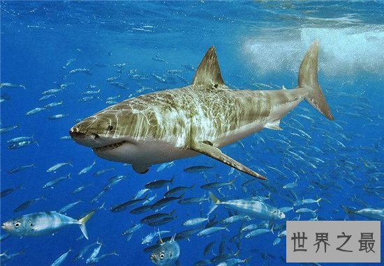 鼠鲨能长到快四米,英国曾有人捕获400斤鼠鲨