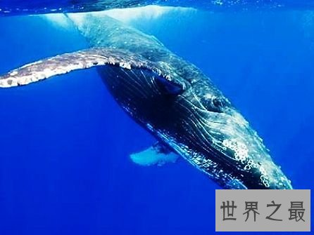 世界上最长寿的动物排行榜，锦鲤不仅能带来好运还非常长寿。