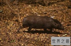 世界上最小的猪，身长30厘米全世界还剩150头