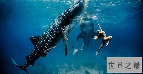 世界上最大的鱼，这么大的鱼竟然是素食动物！