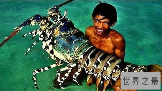 巨型龙虾重24斤年龄95岁，能长到12斤的基本被吃了