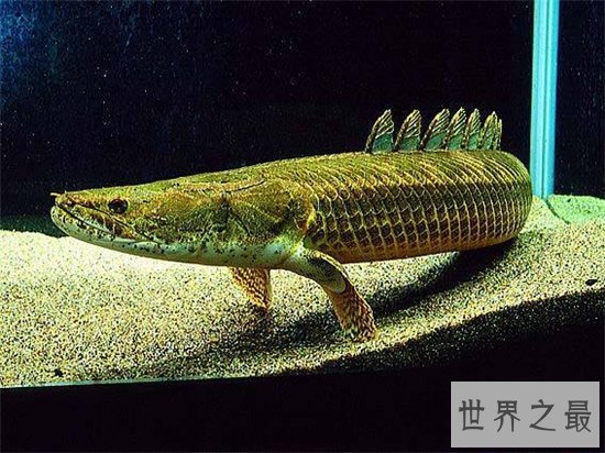 鳄鱼恐龙王具有久远历史，适应环境和生存能力强大