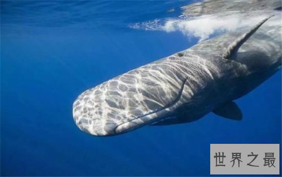 史上最凶的鲸排行榜，水中王者性格凶暴残忍！