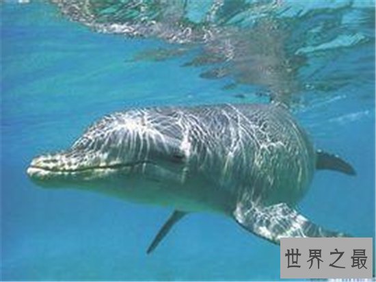史上最凶的鲸排行榜，水中王者性格凶暴残忍！