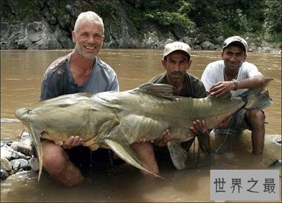 世界十大最危险的鱼，虎鱼的战斗力超级恐怖