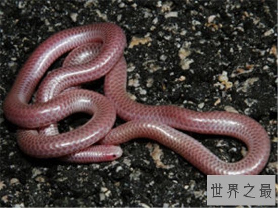 世界上最小的蛇，这么小难道不是蚯蚓吗？？？