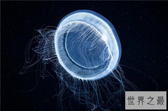 世界上最长的水母，第一触须竟长达40米！