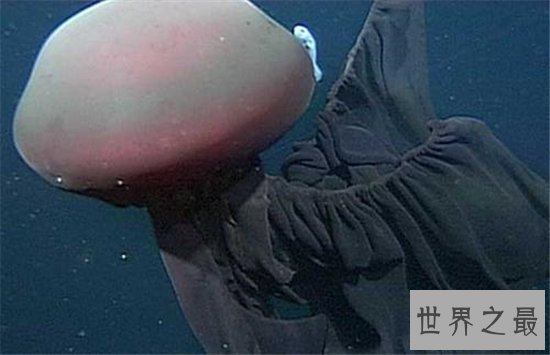 世界上最长的水母，第一触须竟长达40米！