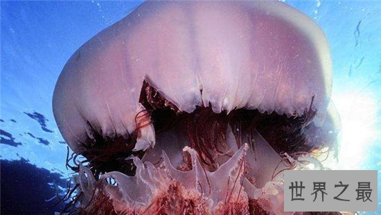世界上最长的水母，第一触须竟长达40米！
