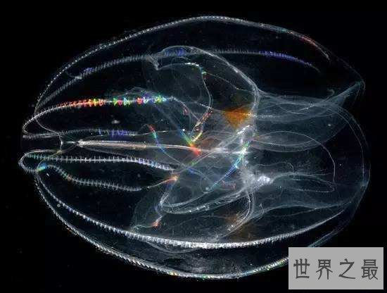 世界上最长的水母，第一触须竟长达40米！