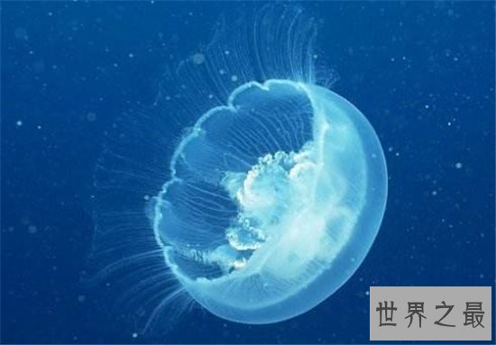 世界上最长的水母，第一触须竟长达40米！