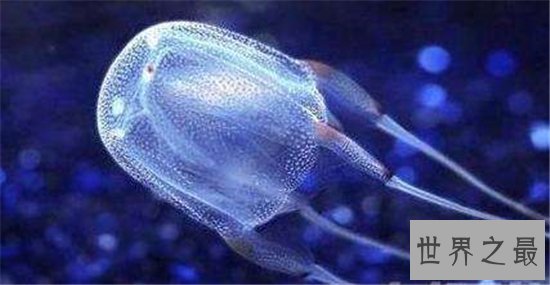 世界上最长的水母，第一触须竟长达40米！