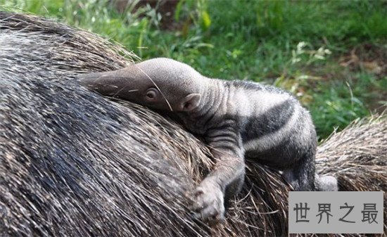 动物界十大顶级杀手，可爱的外表下可能藏着一个魔鬼