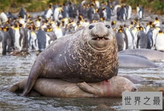 动物界十大顶级杀手，可爱的外表下可能藏着一个魔鬼