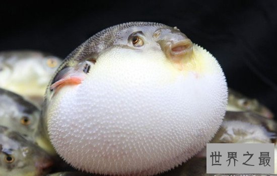 动物界十大顶级杀手，可爱的外表下可能藏着一个魔鬼