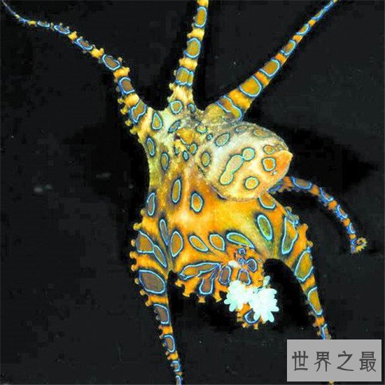 动物界十大顶级杀手，可爱的外表下可能藏着一个魔鬼