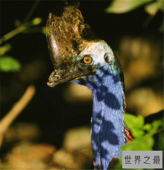 动物界十大顶级杀手，可爱的外表下可能藏着一个魔鬼