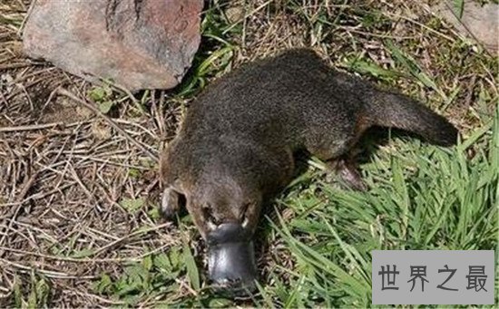 动物界十大顶级杀手，可爱的外表下可能藏着一个魔鬼