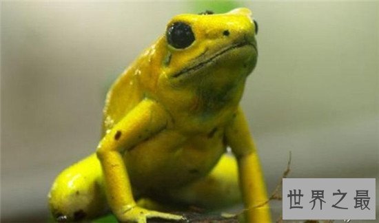 动物界十大顶级杀手，可爱的外表下可能藏着一个魔鬼