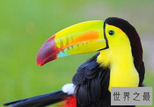 世界上嘴巴最大的鸟，巨嘴鸟的霸气让你惊呆了吗？