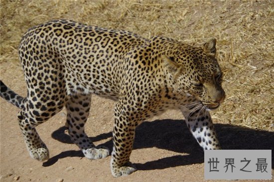 桑给巴尔豹成为稀有物种，仅生活在巴尔群岛的主岛上