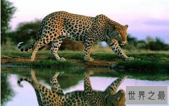 桑给巴尔豹成为稀有物种，仅生活在巴尔群岛的主岛上