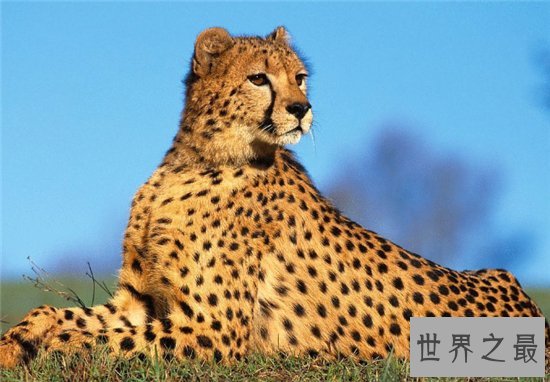 桑给巴尔豹成为稀有物种，仅生活在巴尔群岛的主岛上